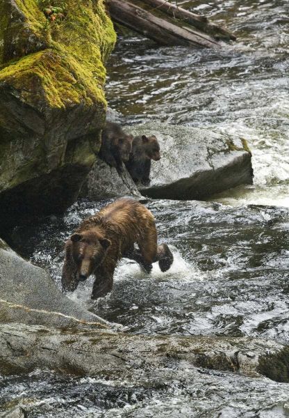 AK, Mother grizzly bear with cubs in Anan Creek